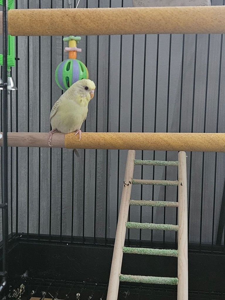 Budgie with cage