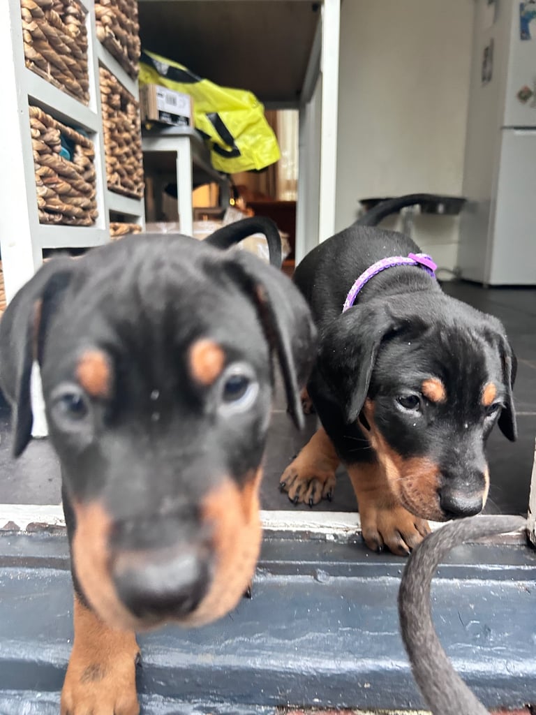 Dobermann Dogs Puppies for Sale Gumtree