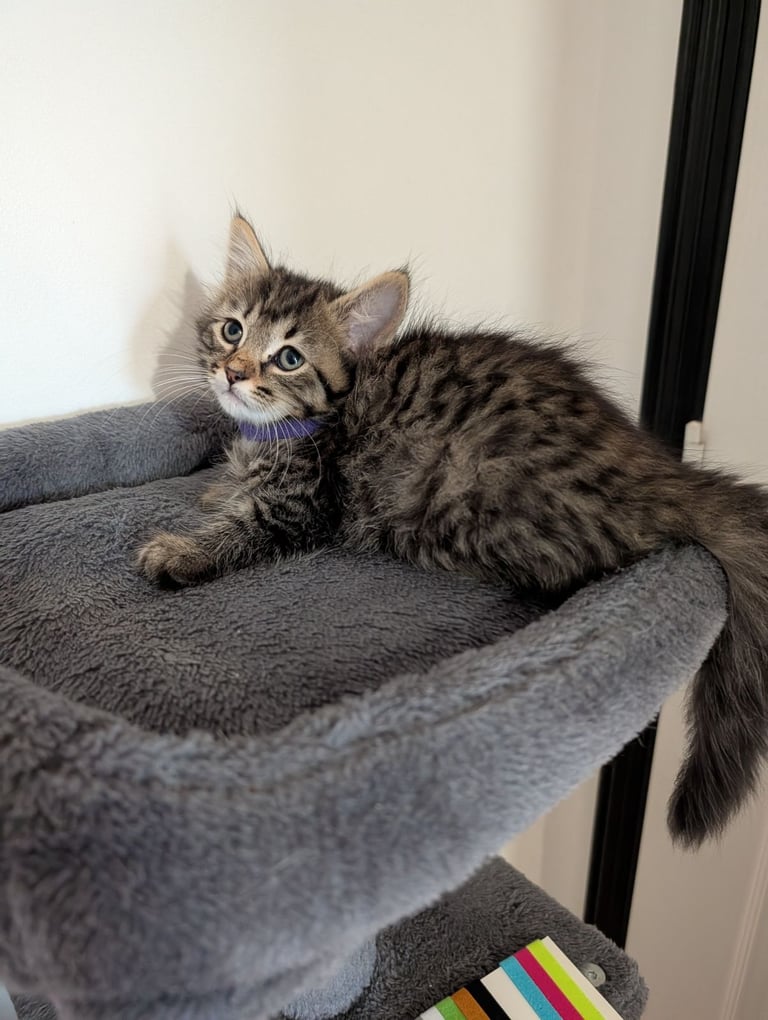 Gorgeous fluffy kittens 