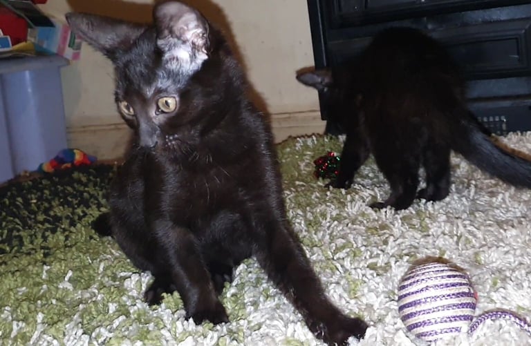 Dark Brown Tabby/Bombay Male Kittens for sale 