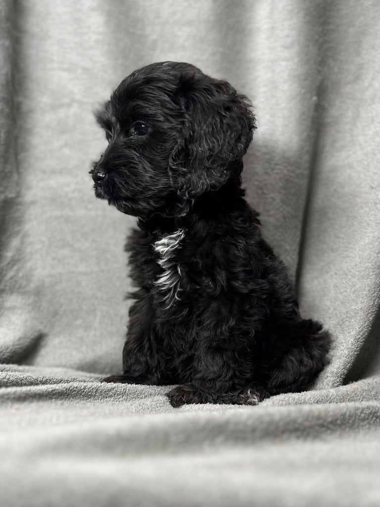 Cockapoo puppys 