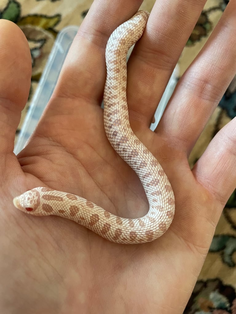 Western Hognose snake morphs for sale