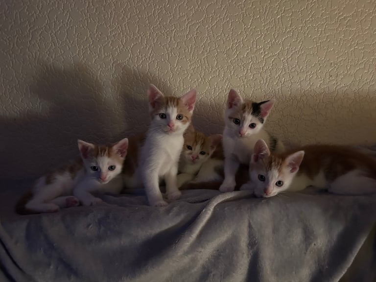 5 gorgeous lovely kittens
