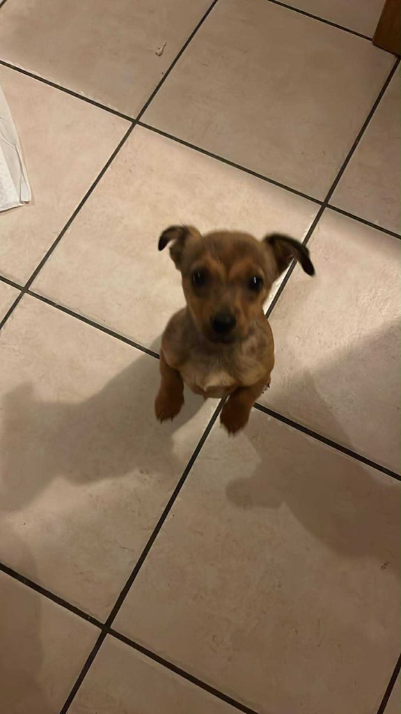 Miniature jack Russell 