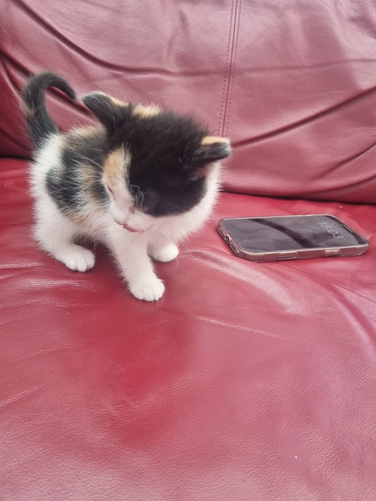 Little kittens