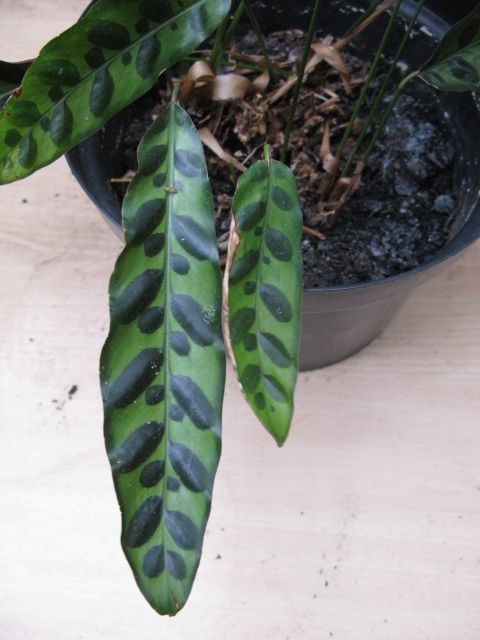 Plant Calathea Lancifolia