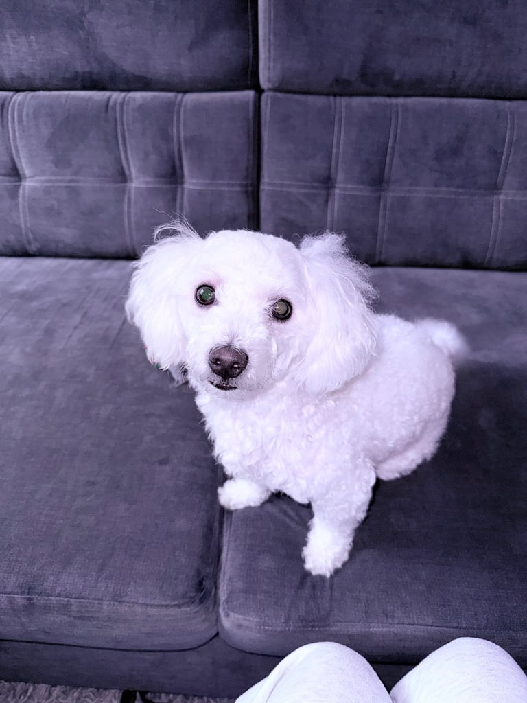 Bichon Maltese dog for sale ! 
