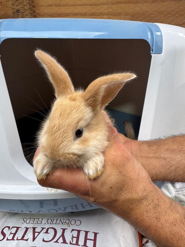 Netherland dwarf bunnies