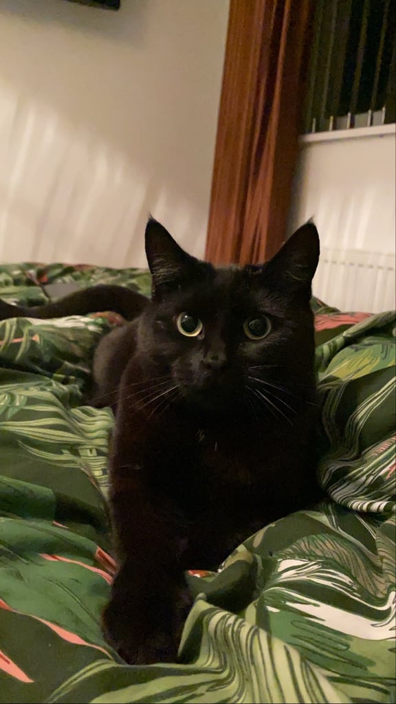 Female cat needing a new loving home 