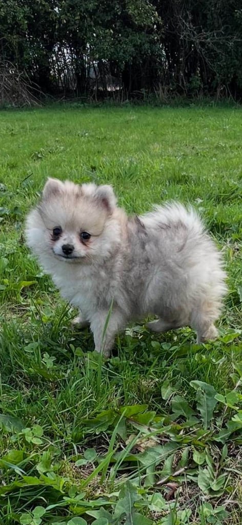 Miniature Pomeranian puppy 
