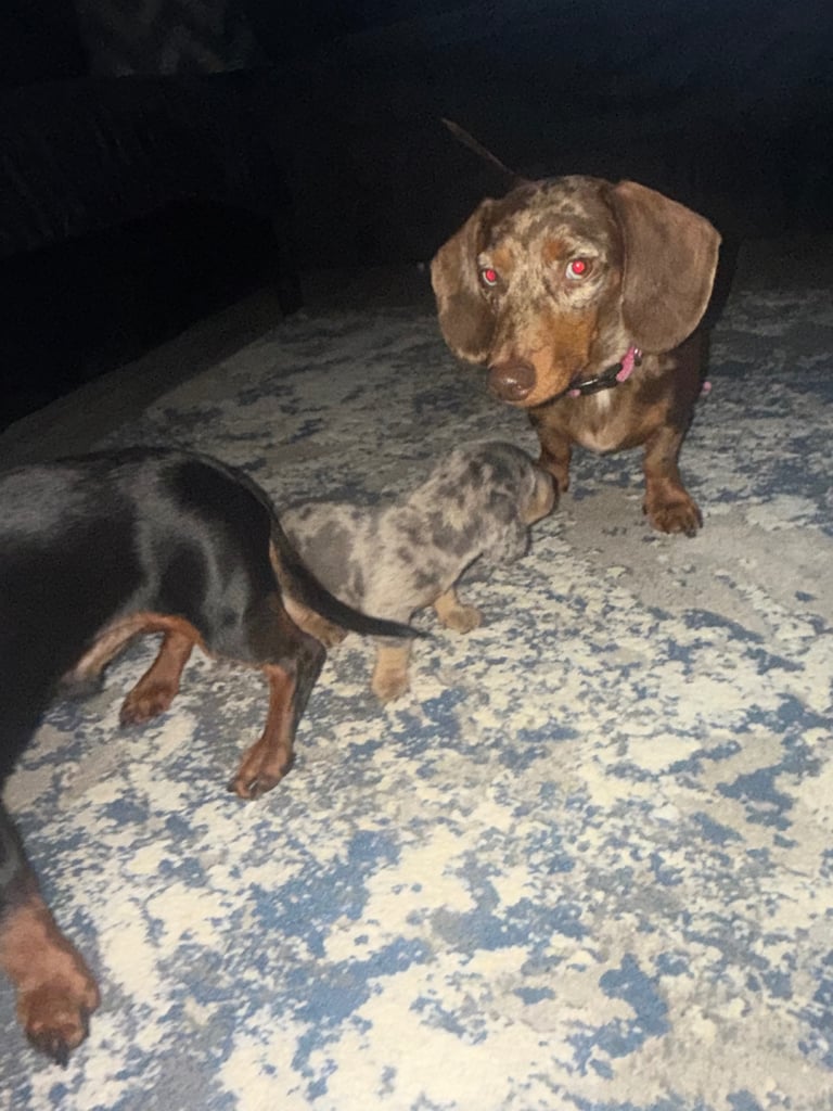 Miniature dachshund puppies 