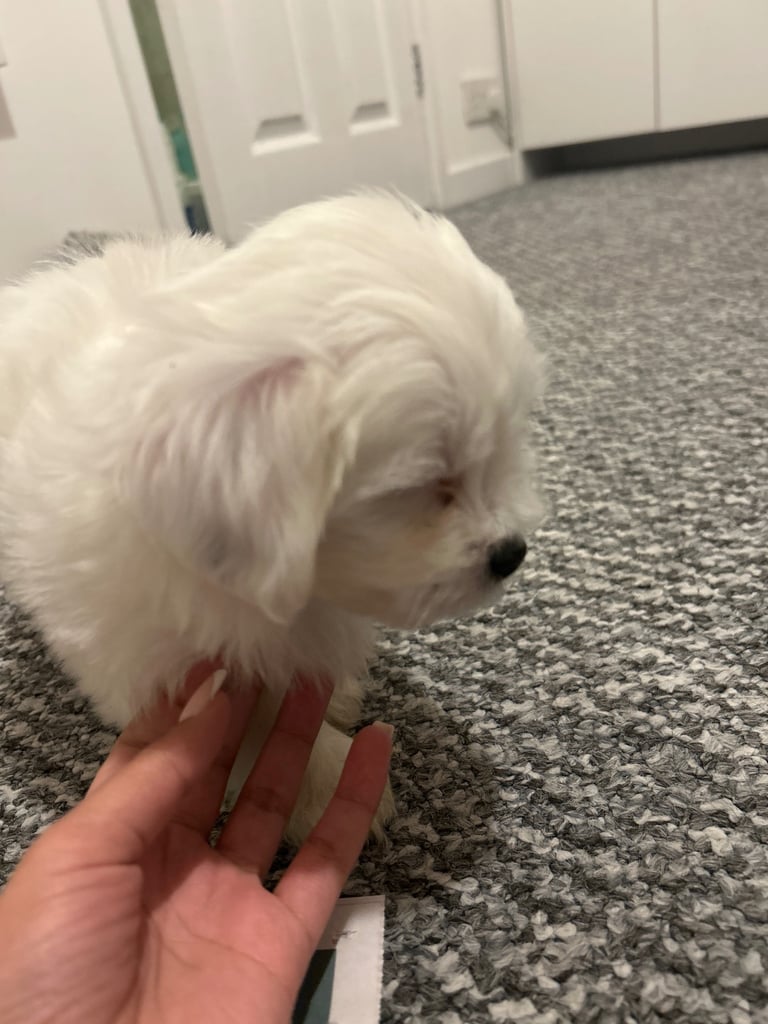 Maltese