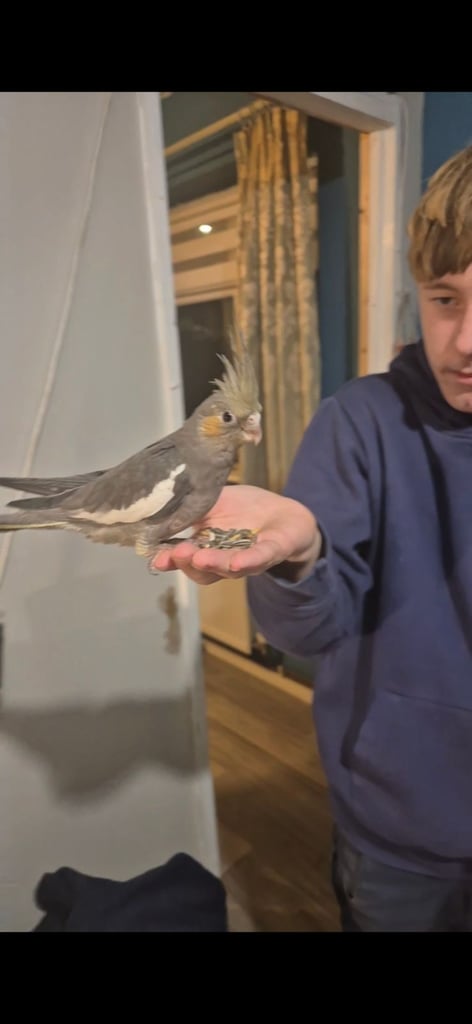 Silly tame cockatiels