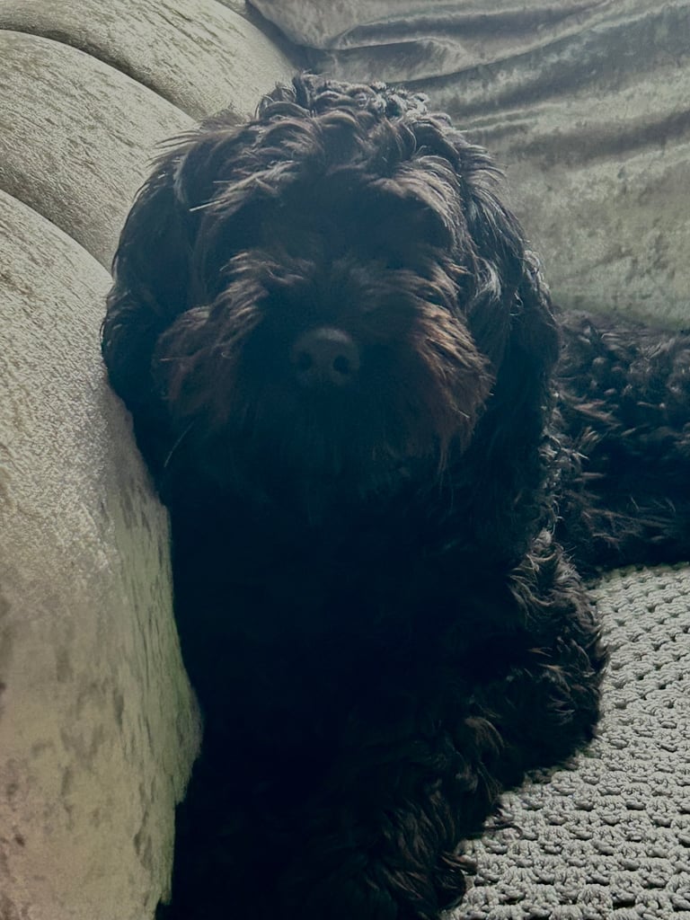 Beautiful Black Female Cockapoo – Loving Family Companion
