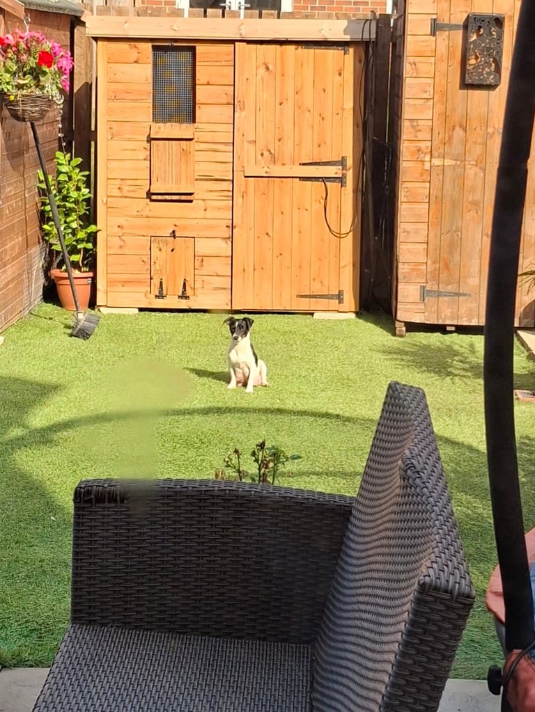 Jack Russel 