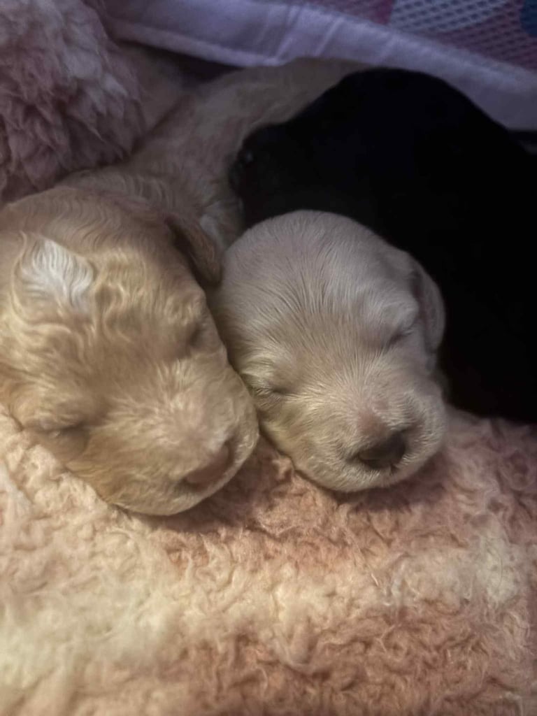 Cockapoo puppies 