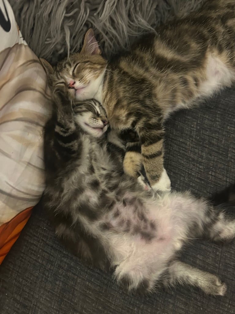 2 tabby little brother kittens must stay together ❤️
