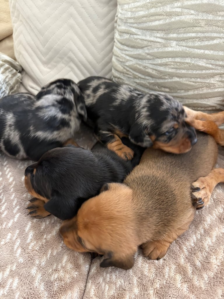 image for Miniature Dachshound puppies 