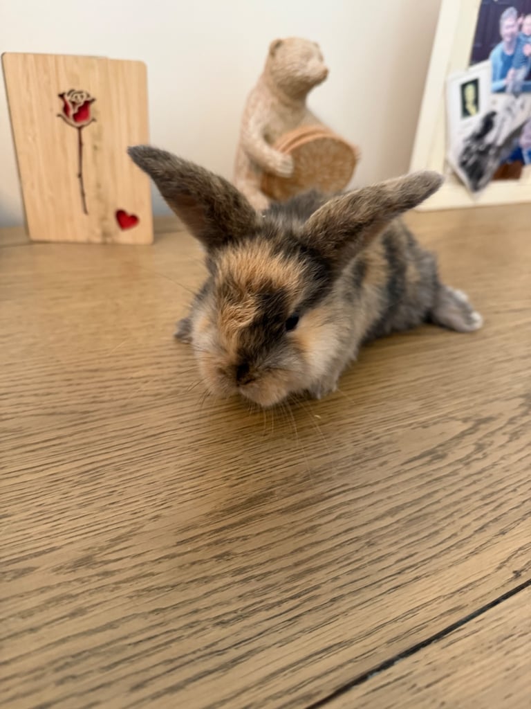 image for Mini lop rabbits