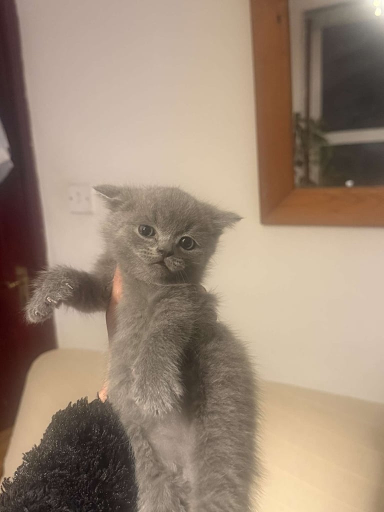 RARE COLOURPOINT BRITISH SHORT HAIR KITTENS FOR SALE