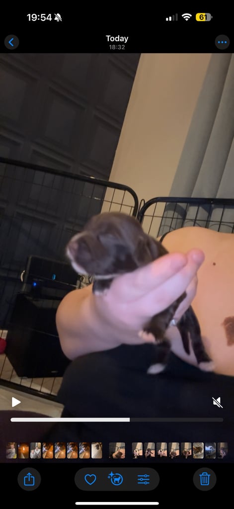 Cocker spaniel puppies