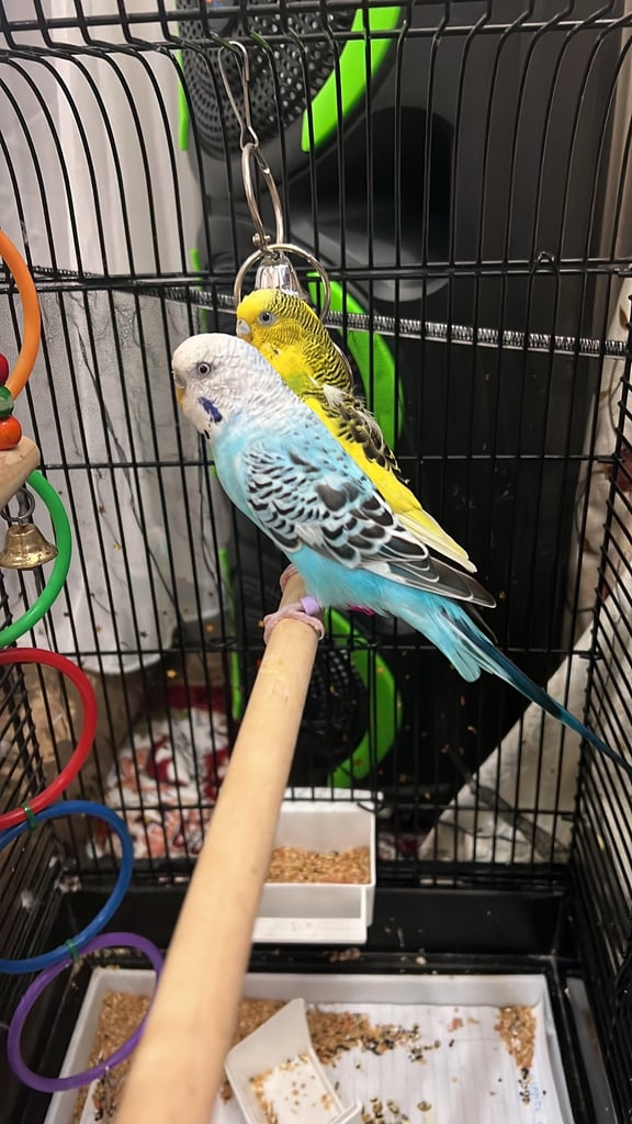 Budgie cage with it 