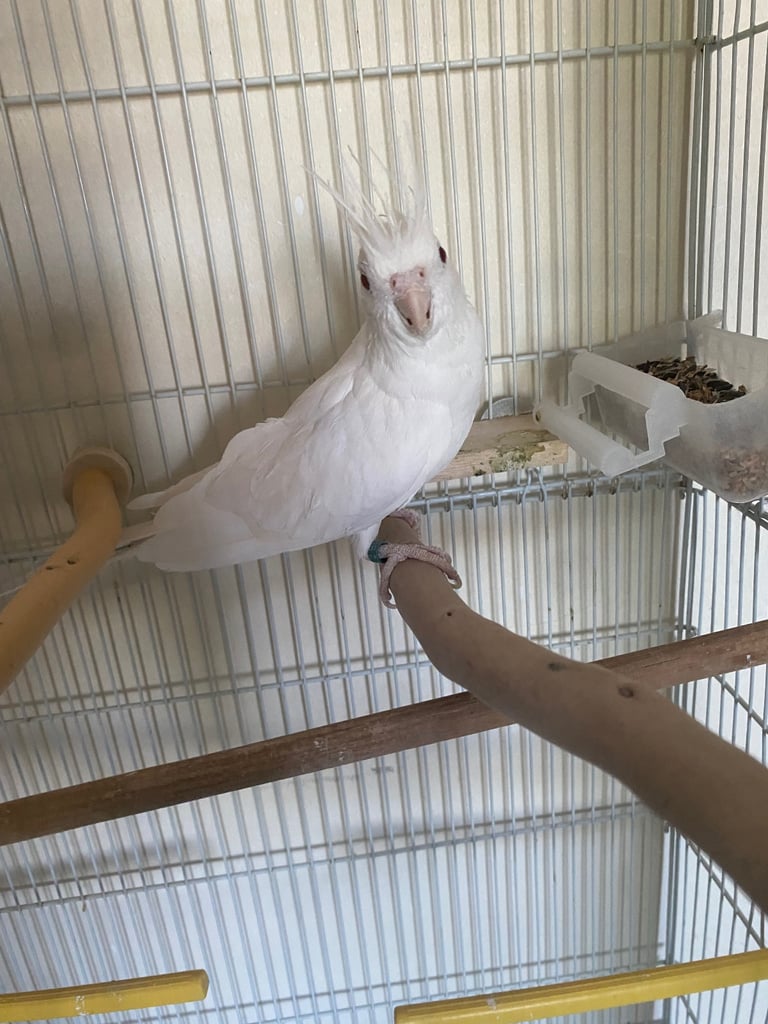 Cockatiel 
