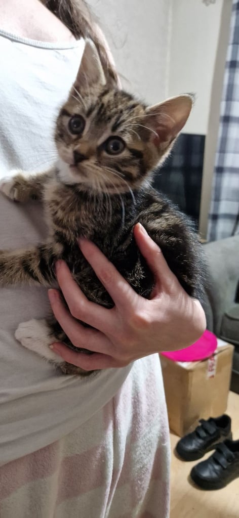 Beautiful Tabby kittens 