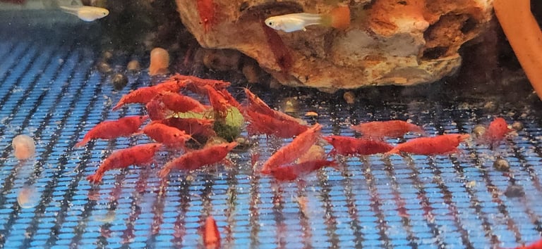  fire red shrimps (Neocaridina Davidi)