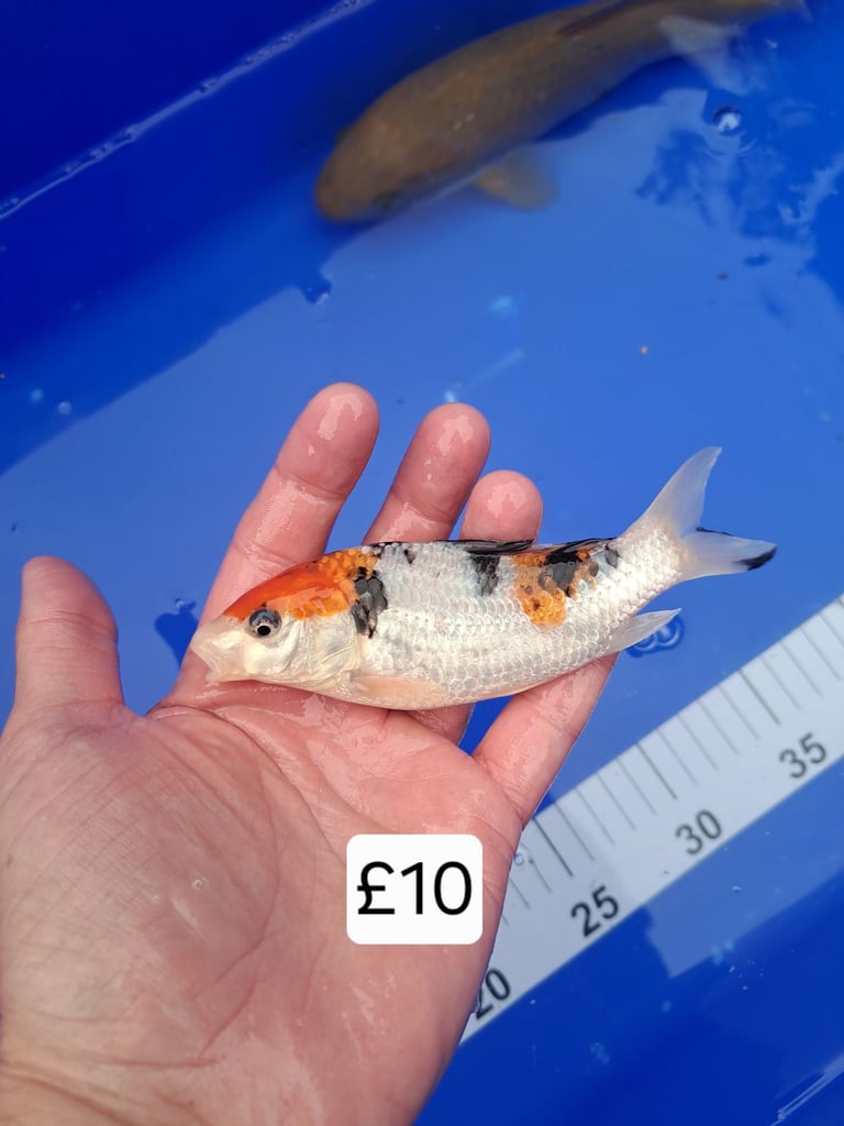 Koi for sale