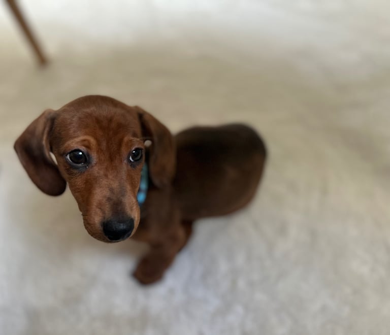 Miniature dachshund male puppy 