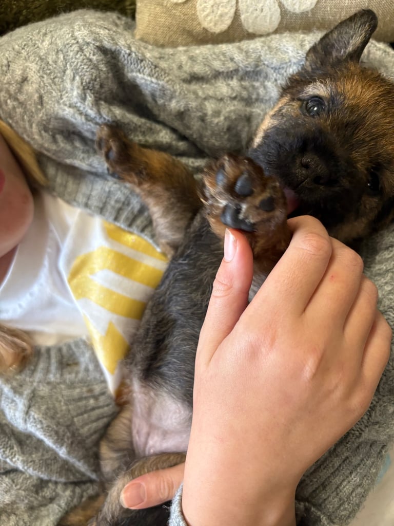 Border Terrier pups 