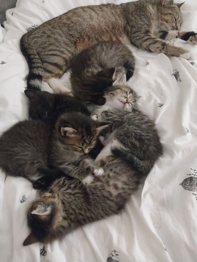 kittens