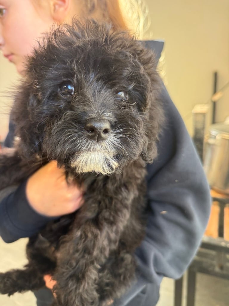 🖤Beautiful curly cavapoo boy 🧸