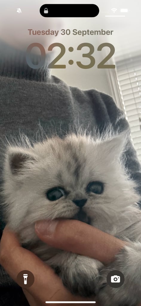 Exotic Persian female 