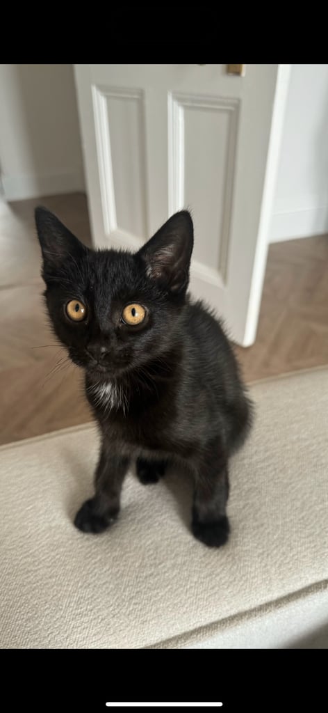 Kitten 18 weeks to be rehomed