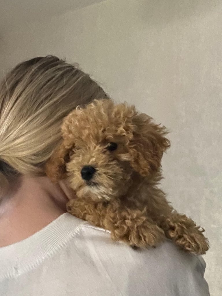 Beautiful teddy bear Maltipoo 