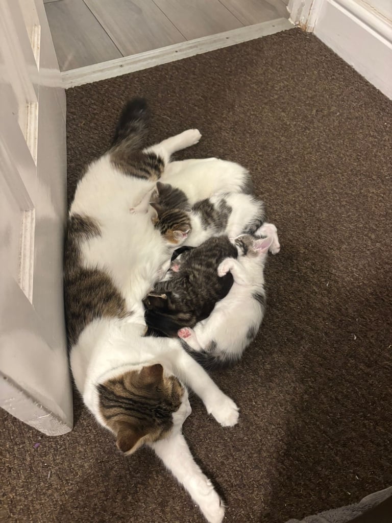 Only 2 left! Cuddly little kittens looking for rehoming 