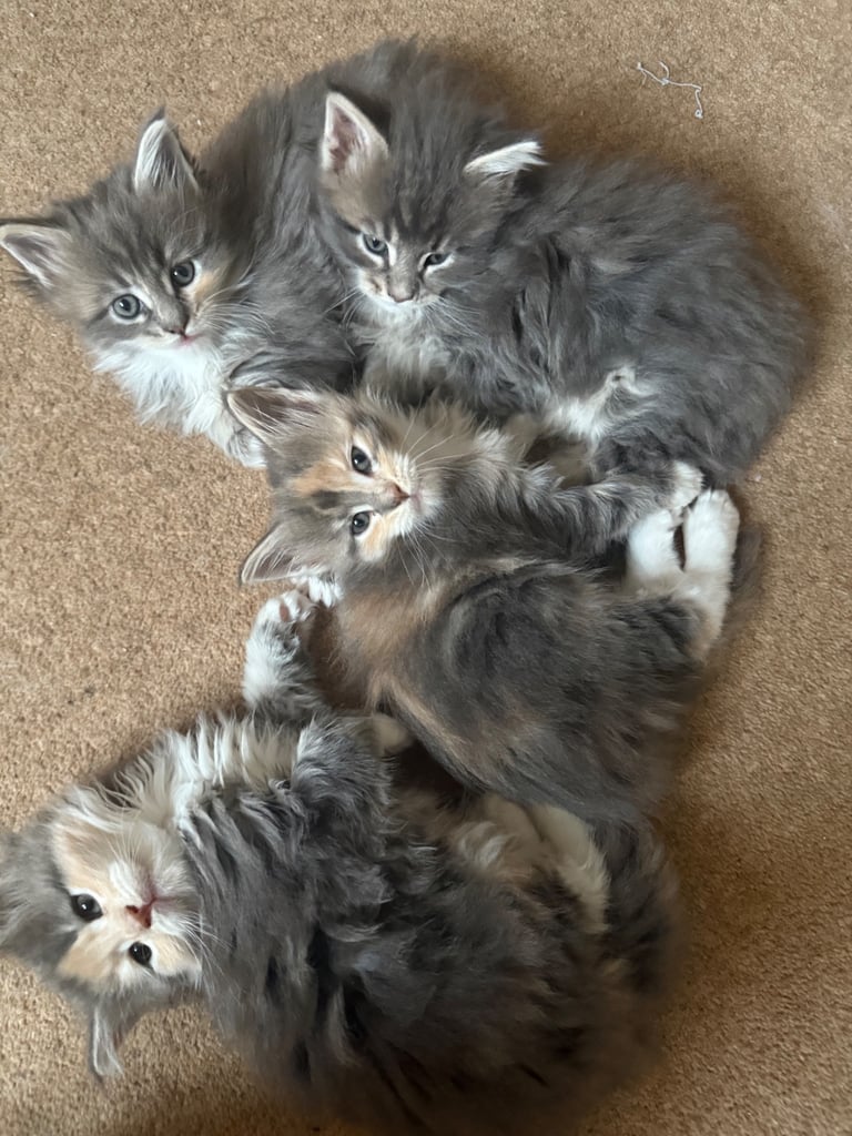 Pedigree Tica registered fluffy XL Main coin kittens 