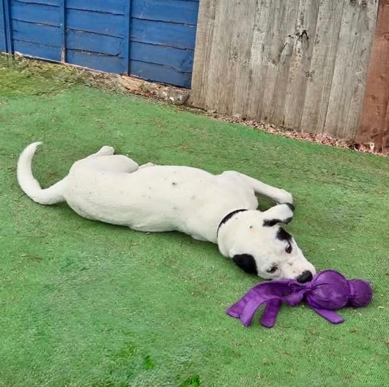 1 year old pup- Large breed