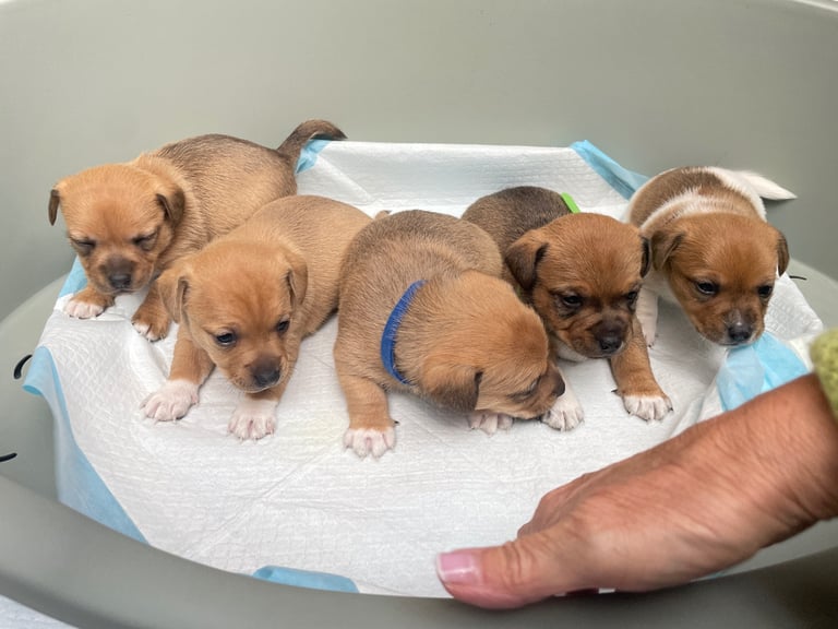 Jack Russell Pups