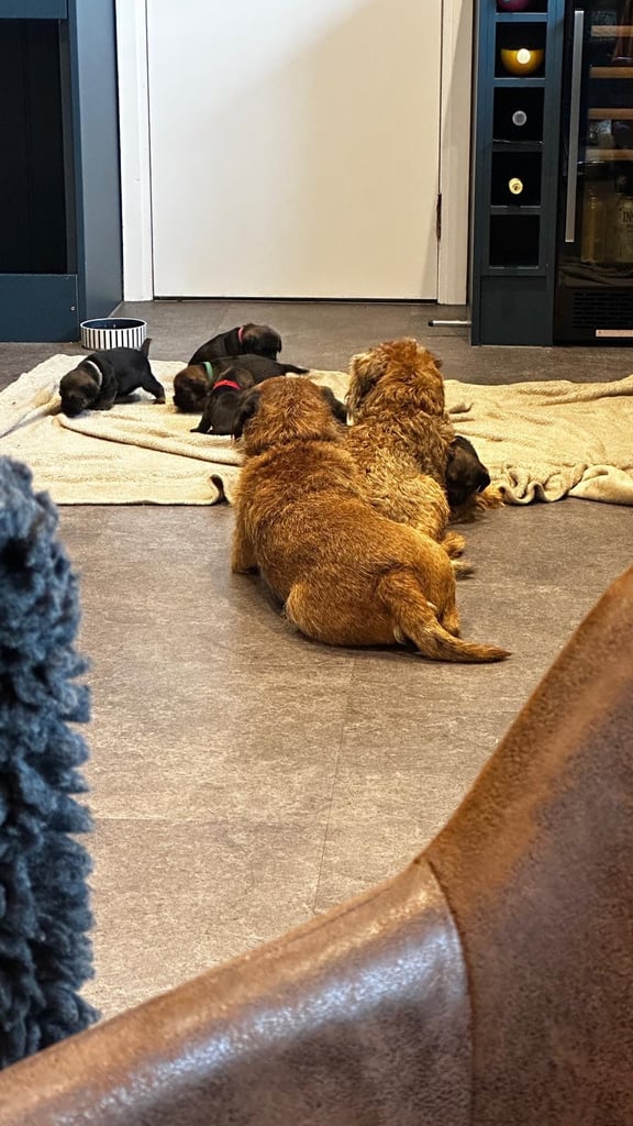 Border Terrier Pups 