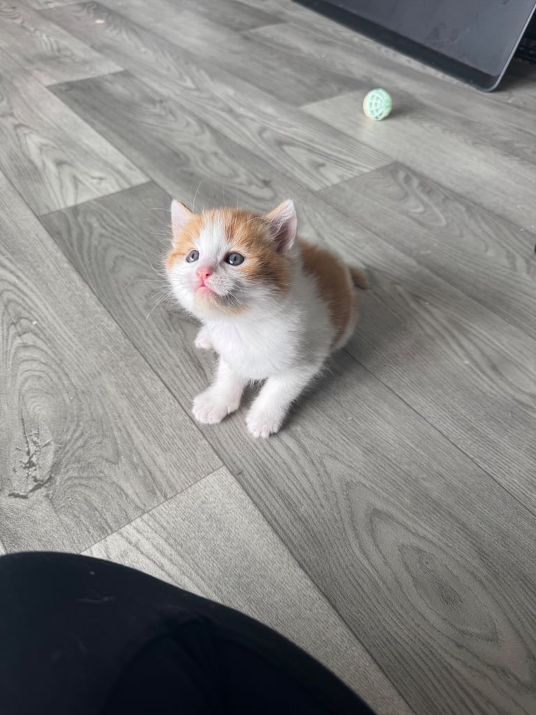Kitten 