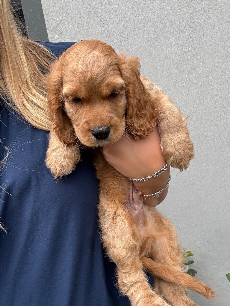 Ready to go! 1 beautiful show cocker spaniel for sale