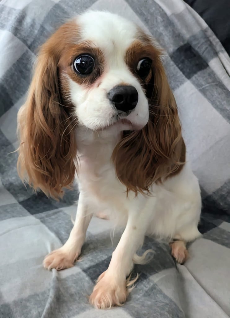 Charles Cavalier Spaniel Pomeranian Pomeranian Cross Cavalier