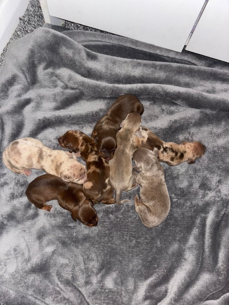 Miniature Dachshund puppies