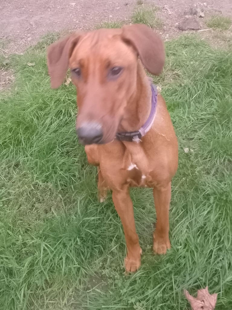 Rhodesian Ridgeback x Doberman 