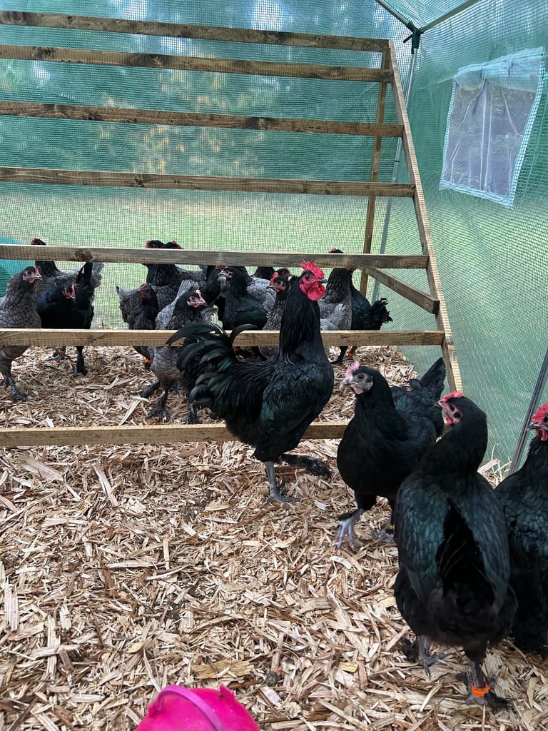 image for Chickens for sale 