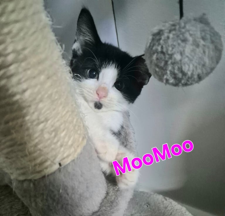 Beautiful Kittens Ready for Forever Home 