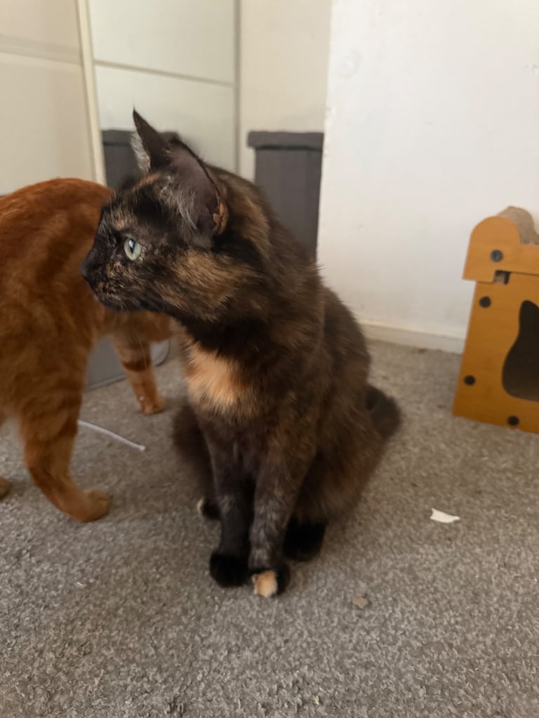 image for Mixed black cat 2 years old female 